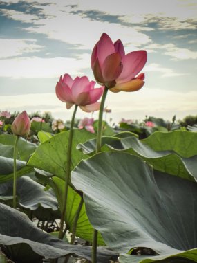 Volga Deltası'nda Lotus bloom