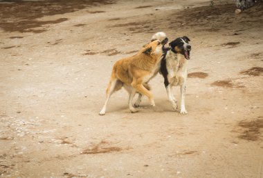 Kumsalda evsiz köpekler