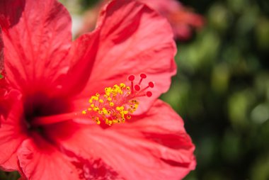 kırmızı amber çiçeği