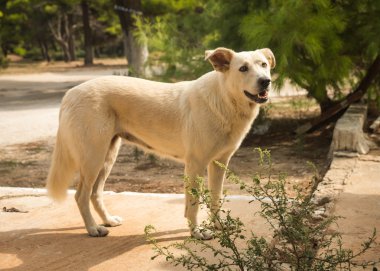 Kumsaldaki evsiz köpek.