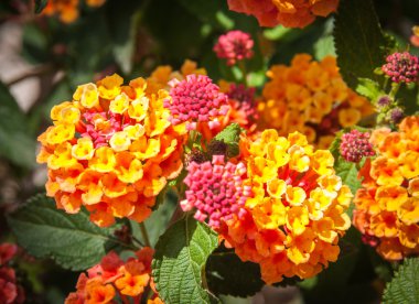 Güzel Lantana çiçekler