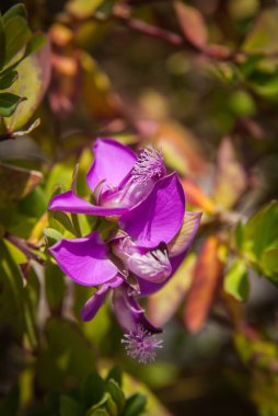 Güzel yaz çiçekleri