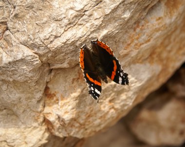 Kaya güzel kelebeği