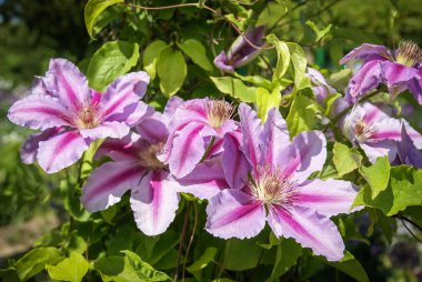 Güzel bahar çiçekleri