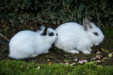 Beyaz tüylü tavşan