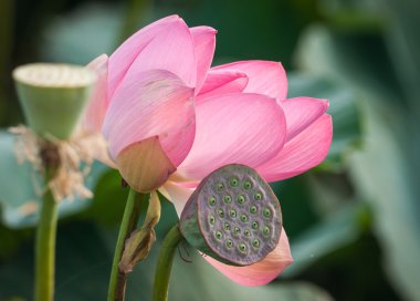 Volga Deltası'nda Lotus bloom