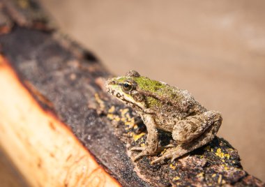 Yeşil kurbağa bir oturum açma oturur