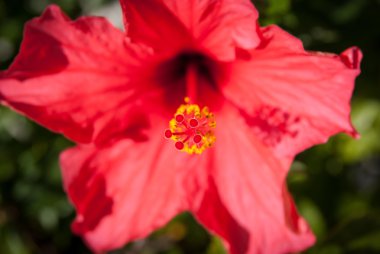 kırmızı amber çiçeği