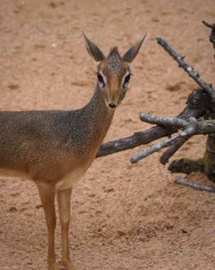 Mini antilope Dik-Dik