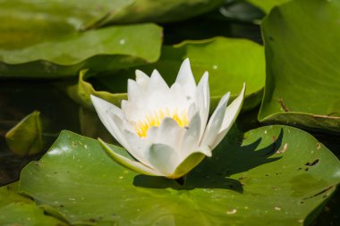 güzel nilüfer çiçeği,