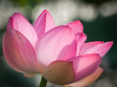 Volga Deltası'nda Lotus bloom