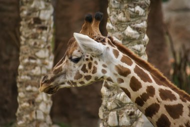 Sevimli zürafa portresi