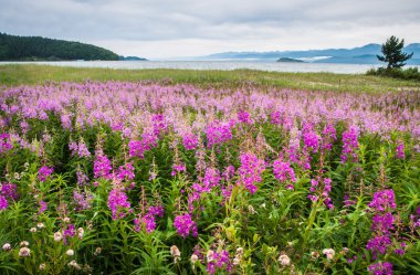 Field of fireweed clipart