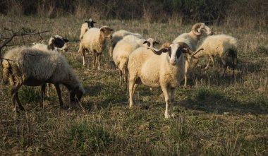 Çayırda koyun sürüsü