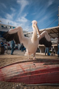 Mykonos Pelikan Petros