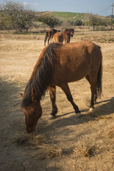 Koń Skirian — Zdjęcie stockowe