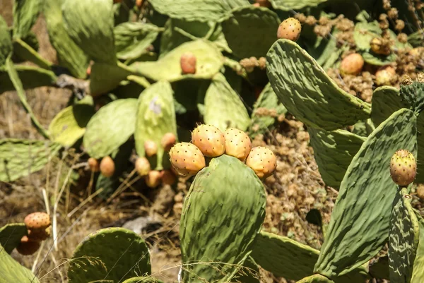 Frutos do cacto em Moclin — Fotografia de Stock