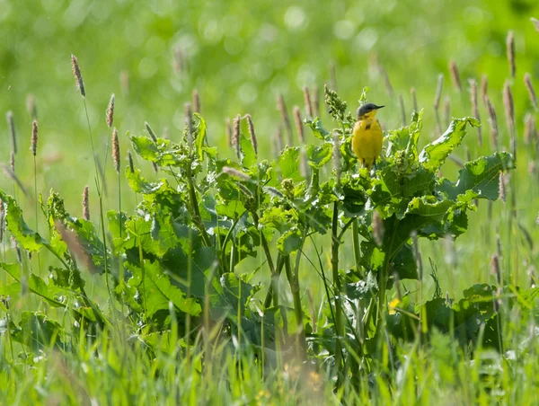 Oiseau jaune assis sur un buisson — Photo