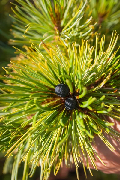 Close-up na árvore de cedro — Fotografia de Stock