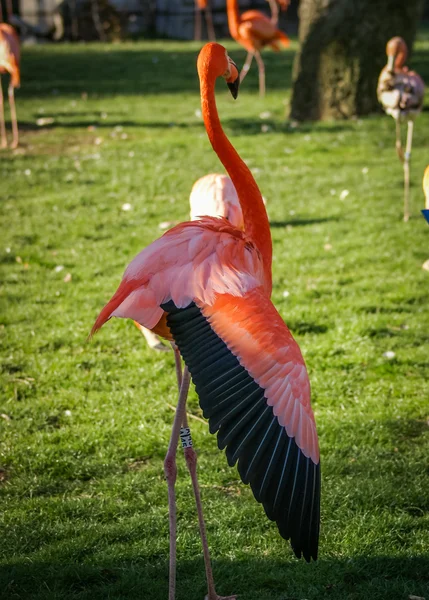 Ярко-розовый фламинго — стоковое фото