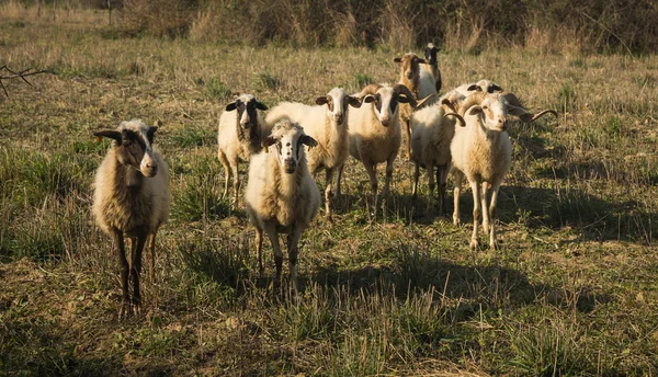 Gregge di pecore nel prato — Foto Stock