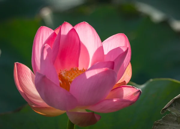 Flor de loto en el delta del Volga —  Fotos de Stock