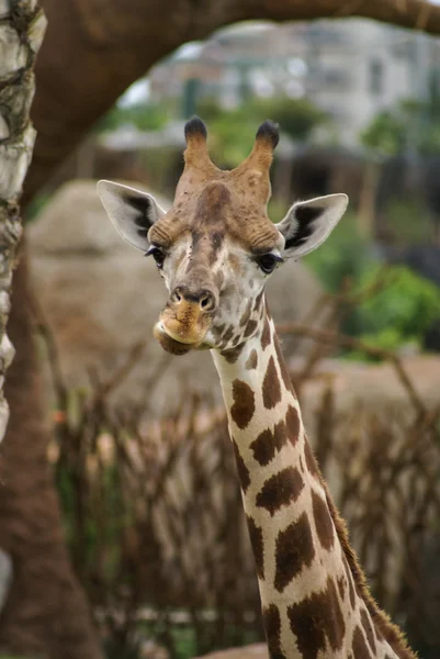 Portret van schattige giraffe — Stockfoto