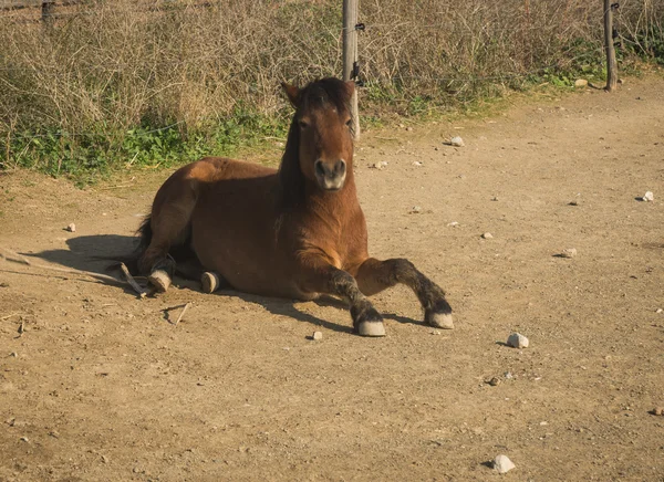 Cavallo di sciria — Foto Stock