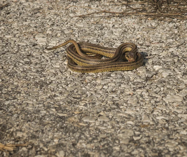 Angry snake on the ground — Stock Photo, Image