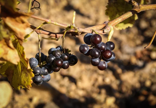 Uvas em Estepas de Belchite — Fotografia de Stock