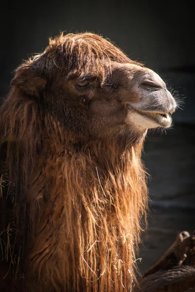 Retrato de un animal camello — Foto de Stock