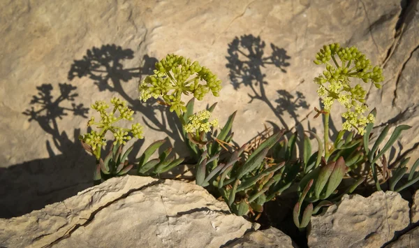 Blumen und Steine, Nahaufnahme — Stockfoto
