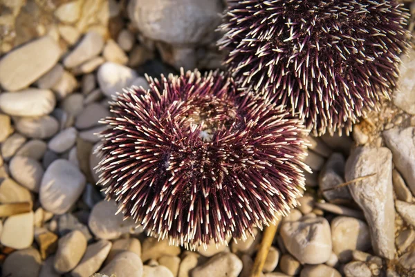 Sea urchins on beach on Brac island — Stock Photo, Image