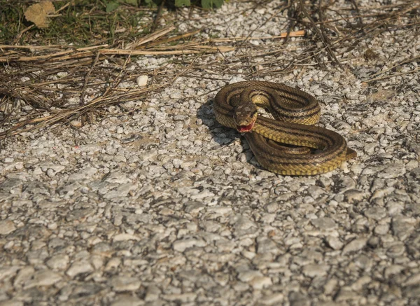 Angry snake on the ground — Stock Photo, Image