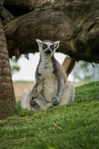 Cute Lemur on green grass — Stock Photo, Image