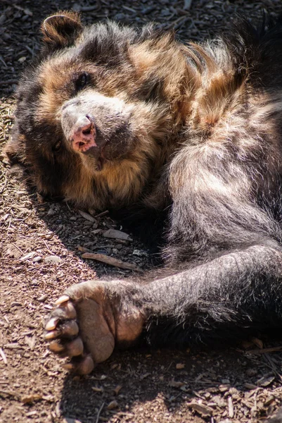 Grande urso adormecido — Fotografia de Stock