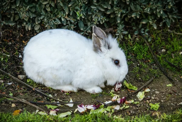 Білий Пухнастий кролик — стокове фото