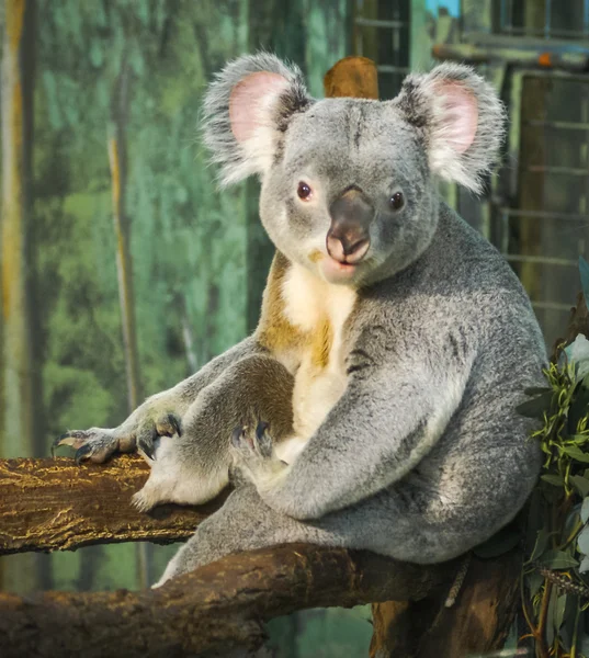 Koala siedzi na gałęzi drzewa — Zdjęcie stockowe