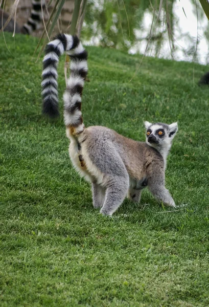 Cute Lemur on green grass — Stock Photo, Image