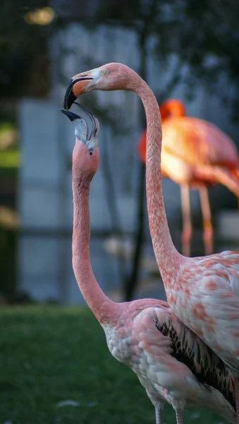 Ljust rosa flamingos — Stockfoto