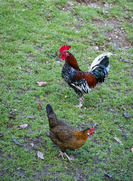 Chicken and rooster on grass — Stock Photo, Image