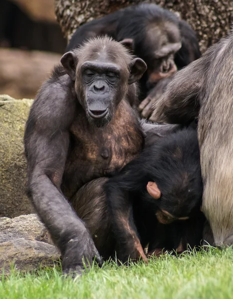 Groep van apen rustend op groene gras — Stockfoto