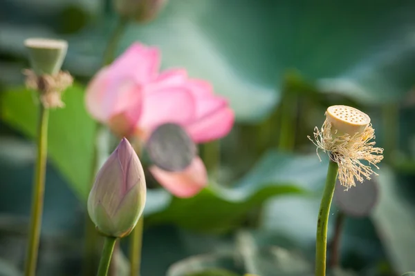 Flor de loto en el delta del Volga —  Fotos de Stock