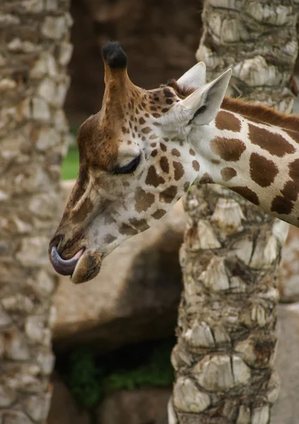 Portret van schattige giraffe — Stockfoto