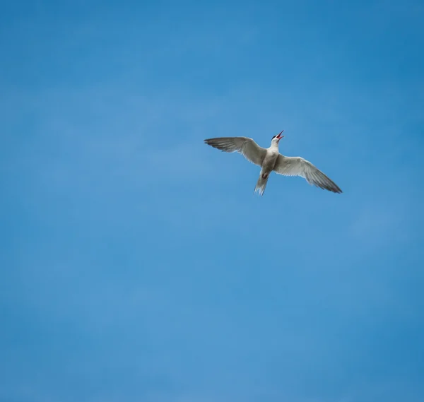 Seagull in blue sky, — Stock Photo, Image