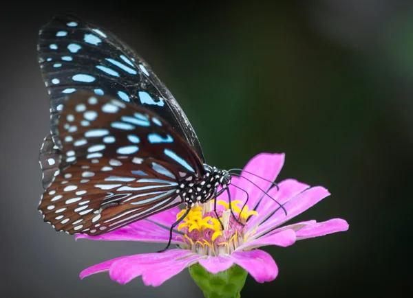 Hermosa mariposa en una flor — Foto de Stock