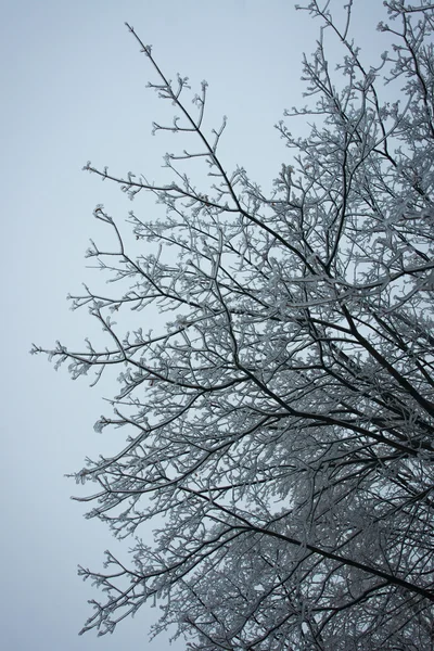 Buzlu dalları kış park içinde ağaç — Stok fotoğraf
