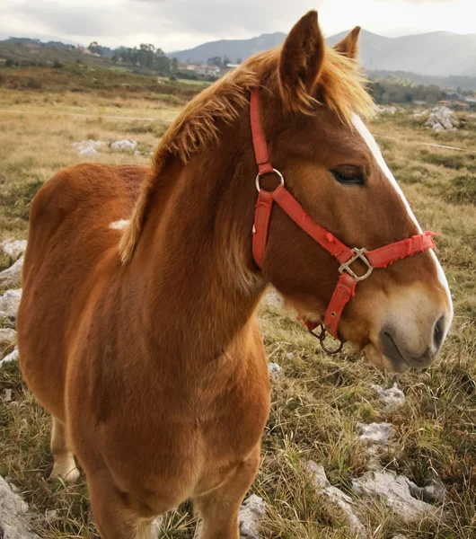 Koń na charakter w Guadamia — Zdjęcie stockowe