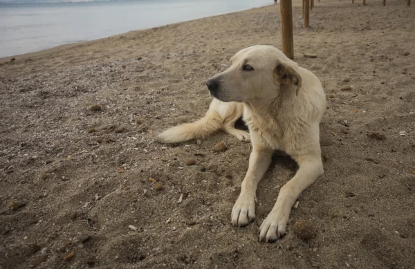 Homeless Dog on the beach