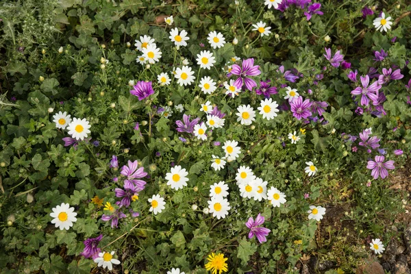 Tavaszi virágok a mezőn — Stock Fotó